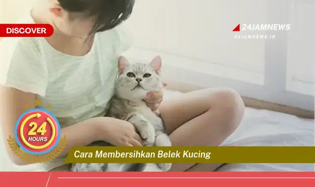 cara membersihkan belek kucing