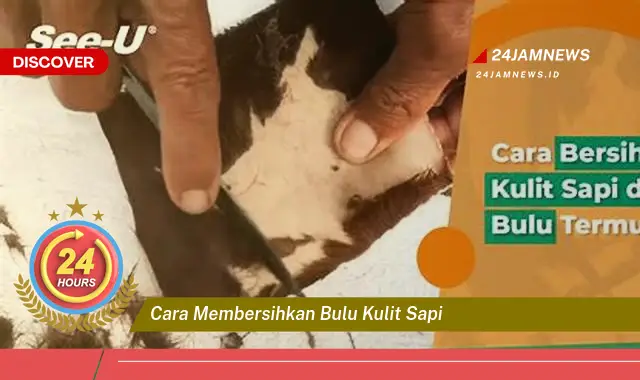 cara membersihkan bulu kulit sapi