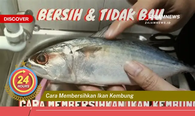 cara membersihkan ikan kembung