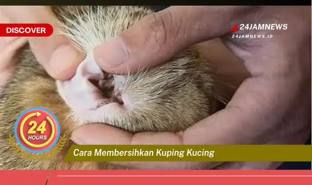 cara membersihkan kuping kucing