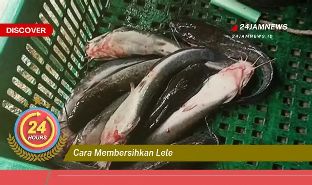 cara membersihkan lele