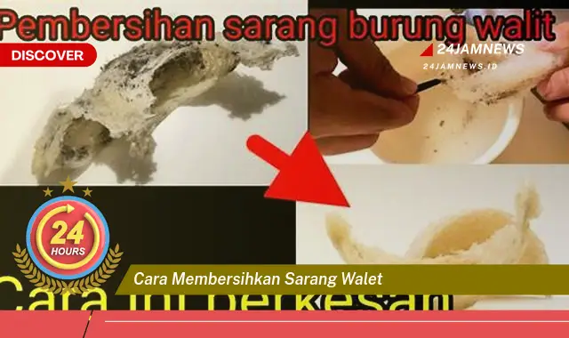 cara membersihkan sarang walet