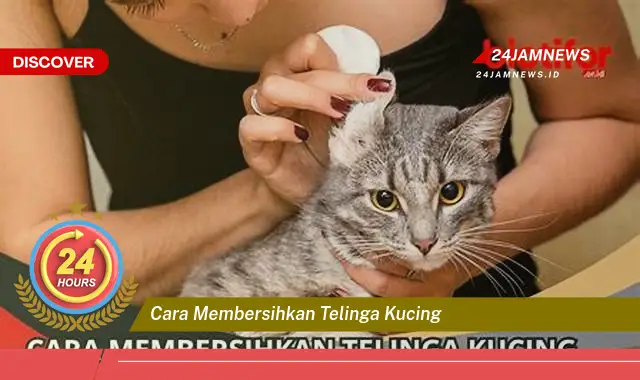 cara membersihkan telinga kucing