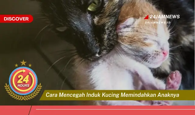 cara mencegah induk kucing memindahkan anaknya