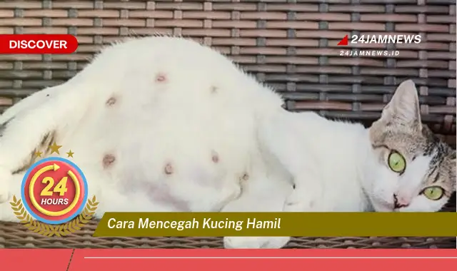 cara mencegah kucing hamil