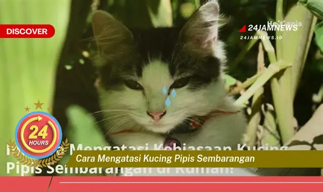 cara mengatasi kucing pipis sembarangan