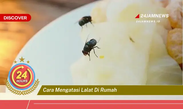 cara mengatasi lalat di rumah