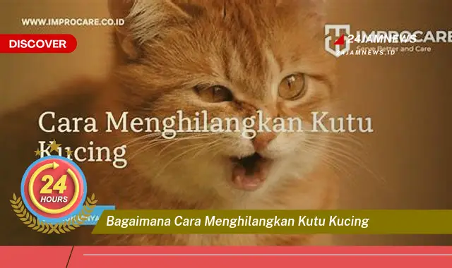 bagaimana cara menghilangkan kutu kucing