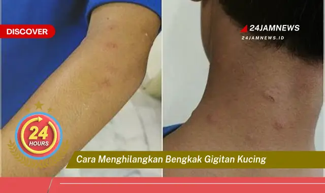 cara menghilangkan bengkak gigitan kucing