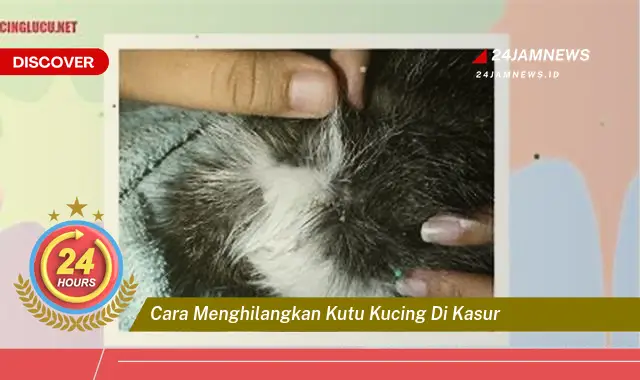 cara menghilangkan kutu kucing di kasur