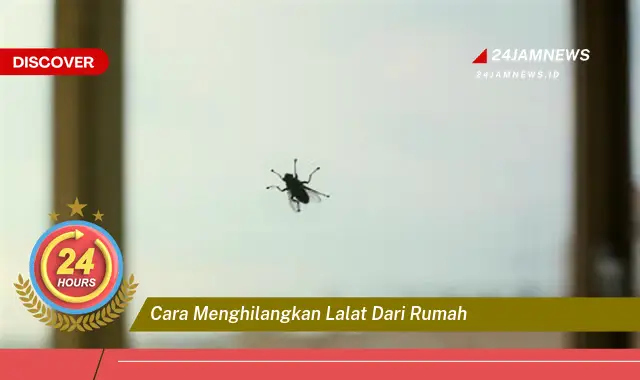cara menghilangkan lalat dari rumah