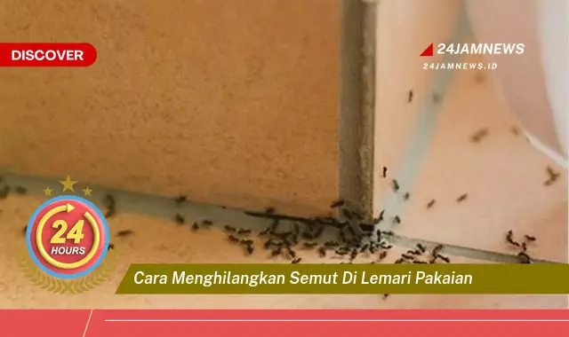 cara menghilangkan semut di lemari pakaian