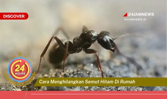 cara menghilangkan semut hitam di rumah