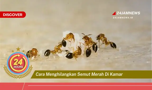 cara menghilangkan semut merah di kamar