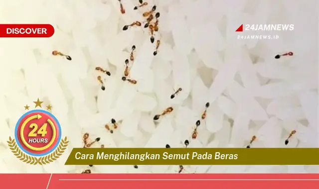 cara menghilangkan semut pada beras