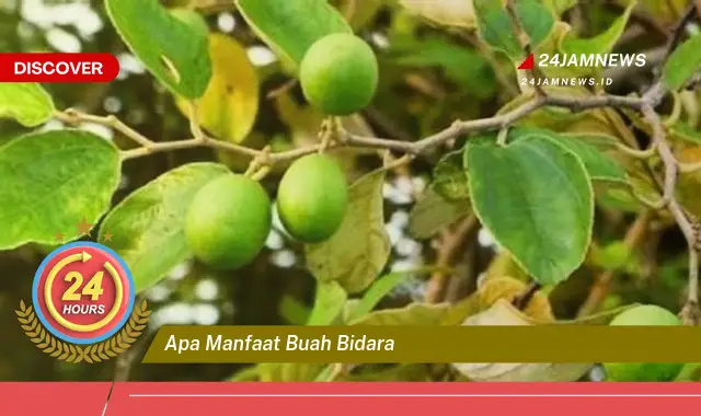 Temukan Manfaat Buah Bidara untuk Kesehatan, Kecantikan, dan Lainnya