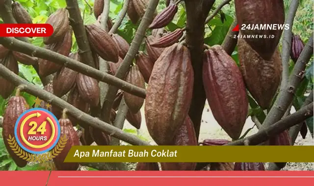 Temukan Manfaat Buah Coklat untuk Kesehatan dan Kecantikan Anda