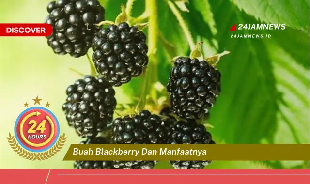 Temukan Manfaat Buah Blackberry untuk Kesehatan, Kecantikan, dan Resep Lezat