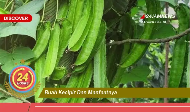 Temukan Manfaat Buah Kecipir untuk Kesehatan Tubuh Anda