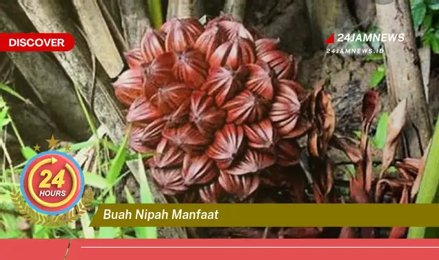 Temukan Manfaat Buah Nipah untuk Kesehatan, Kecantikan, dan Lainnya