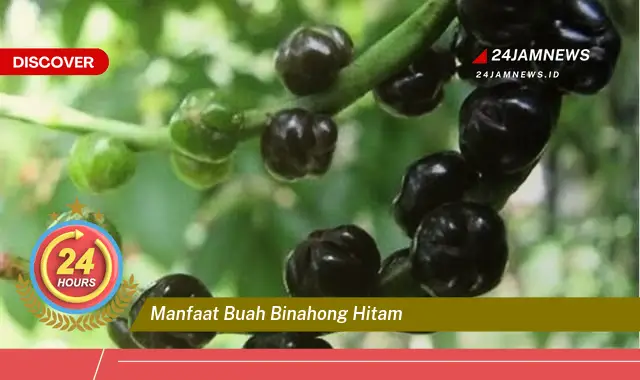 Temukan Manfaat Buah Binahong Hitam untuk Kesehatan Tubuh Anda