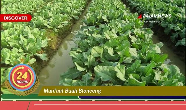 Temukan Manfaat Buah Blonceng untuk Kesehatan Tubuh Anda