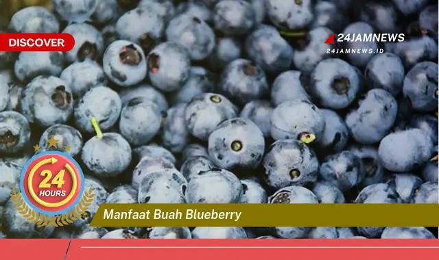 Temukan Manfaat Buah Blueberry untuk Kesehatan Tubuh dan Kecantikan