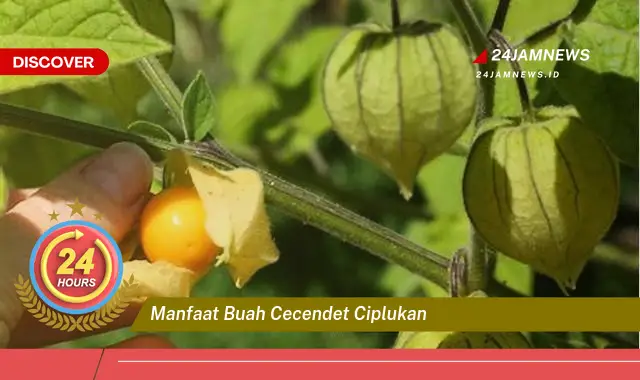 Temukan Manfaat Buah Cecendet Ciplukan untuk Kesehatan Anda