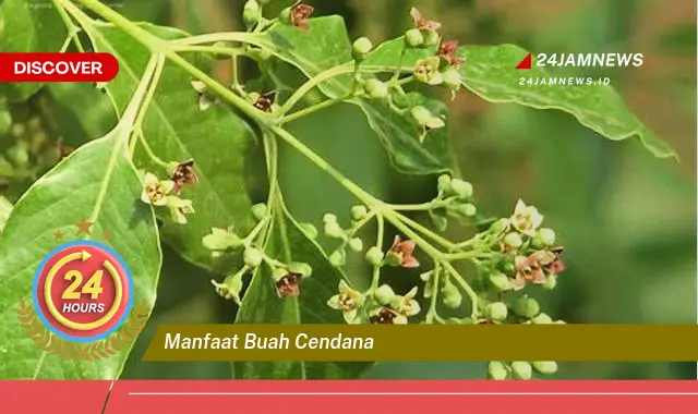 Temukan Manfaat Buah Cendana untuk Kesehatan dan Kecantikan Anda