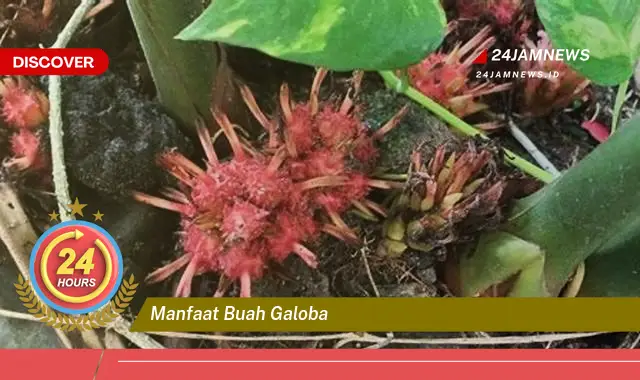 Temukan Manfaat Buah Galoba untuk Kesehatan Tubuh Anda