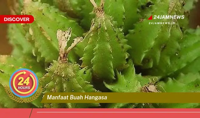 Temukan Manfaat Buah Hangasa untuk Kesehatan Anda, Dari A Sampai Z