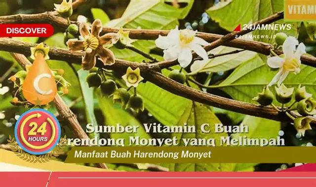 Temukan Manfaat Buah Harendong Monyet untuk Kesehatan Anda Temukan Manfaat Buah Harendong Monyet untuk Kesehatan Anda