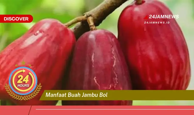 Temukan Segudang Manfaat Buah Jambu Bol untuk Kesehatan Tubuh Anda