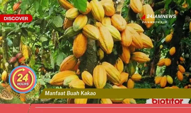 Temukan Manfaat Buah Kakao untuk Kesehatan Tubuh dan Kecantikan Kulit