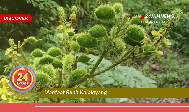 Temukan Manfaat Buah Kalaloyang untuk Kesehatan Anda Temukan Manfaat Buah Kalaloyang untuk Kesehatan Anda