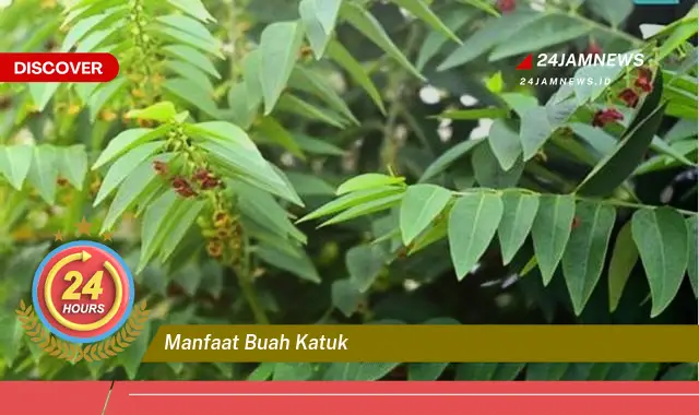 Temukan Manfaat Buah Katuk untuk Ibu Menyusui, Meningkatkan Produksi ASI secara Alami