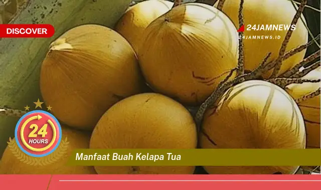 Temukan Manfaat Buah Kelapa Tua untuk Kesehatan Tubuh Anda