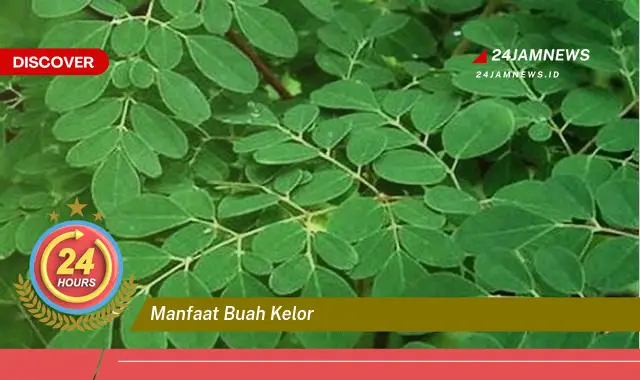 Temukan Manfaat Buah Kelor untuk Kesehatan Tubuh Anda Secara Lengkap