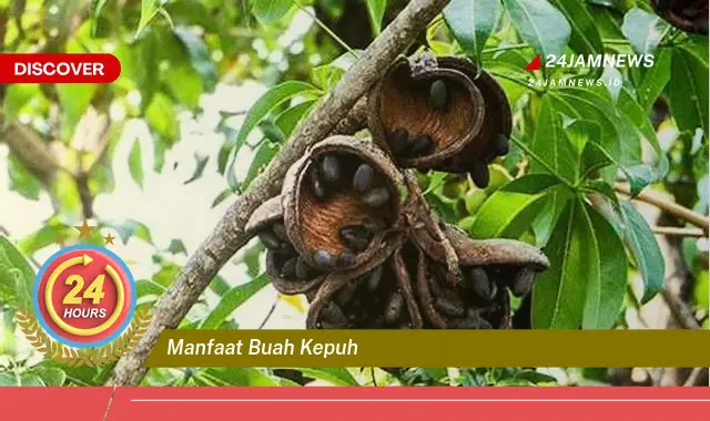 Temukan Manfaat Buah Kepuh untuk Kesehatan Anda yang Menakjubkan