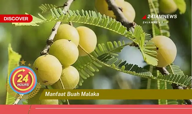 Temukan Manfaat Buah Malaka untuk Kesehatan Tubuh Anda