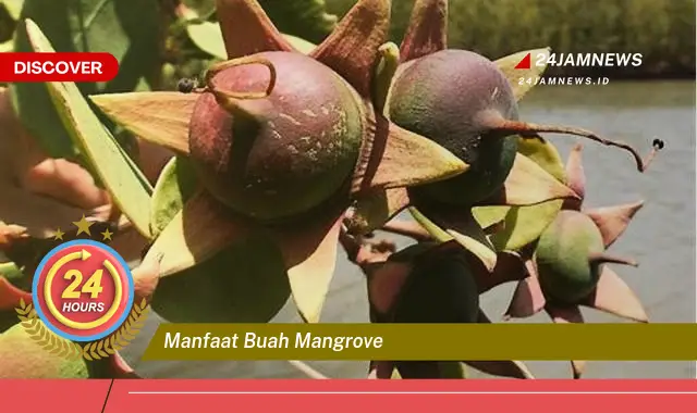 Temukan Manfaat Buah Mangrove untuk Kesehatan, Kecantikan, dan Lingkungan