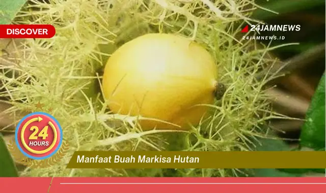 Temukan Manfaat Buah Markisa Hutan untuk Kesehatan Anda