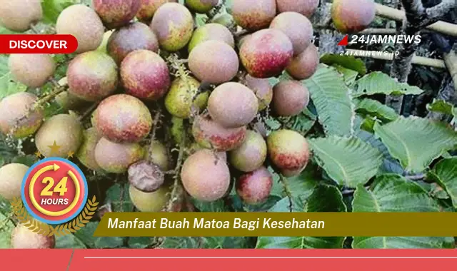 Temukan Manfaat Buah Matoa bagi Kesehatan, Meningkatkan Imunitas dan Menjaga Kesehatan Jantung