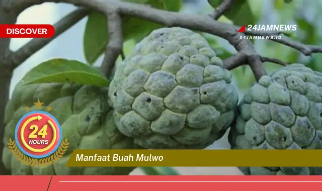 Temukan Manfaat Buah Mulwo untuk Kesehatan Anda