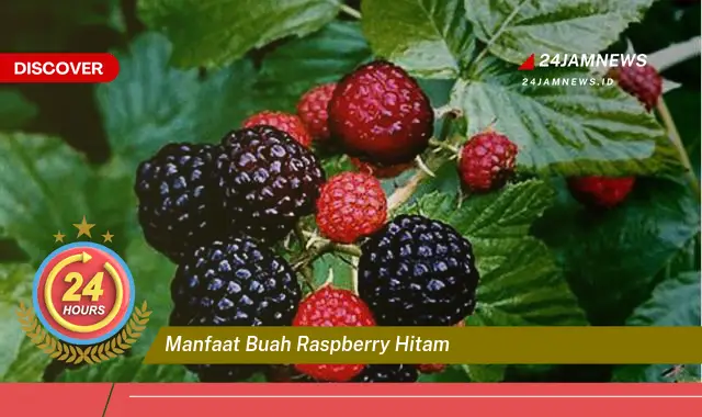 Temukan Manfaat Buah Raspberry Hitam untuk Kesehatan Anda, Dari Meningkatkan Imunitas Hingga Menjaga Kesehatan Jantung