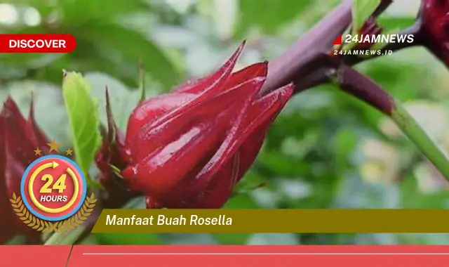 Temukan Manfaat Buah Rosella untuk Kesehatan Tubuh Anda