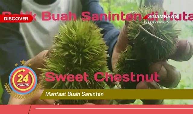 Temukan Manfaat Buah Saninten untuk Kesehatan Anda yang Menakjubkan