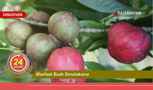 Temukan Manfaat Buah Simalakama untuk Kesehatan dan Kecantikan