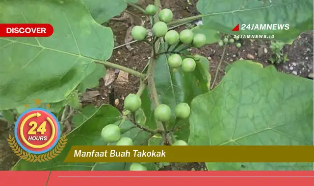 Temukan Manfaat Buah Takokak untuk Kesehatan Anda