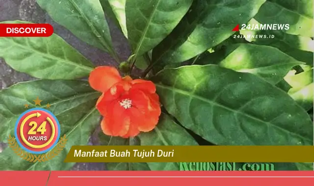 Temukan Manfaat Buah Tujuh Duri untuk Kesehatan Anda yang Luar Biasa